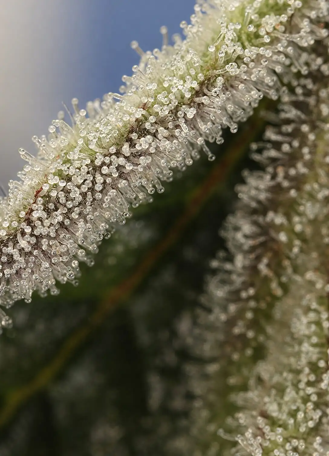 xerographica leaf trichomes macro