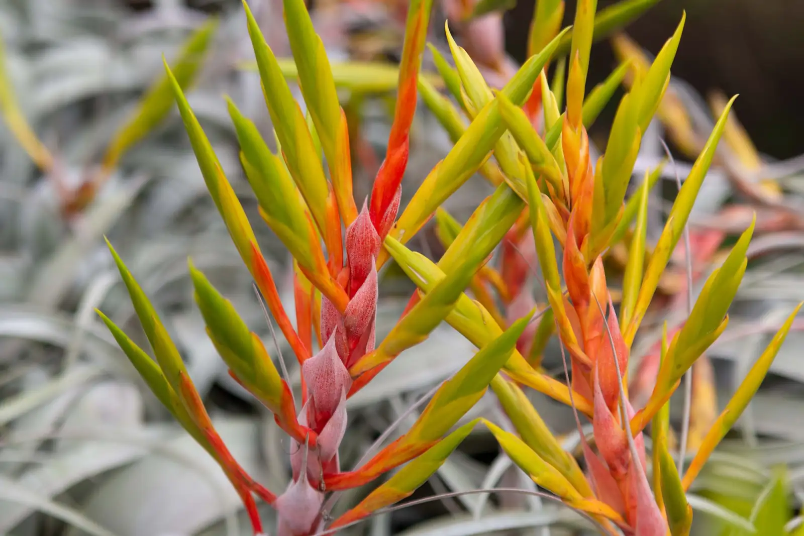 xerographica purple flower spike