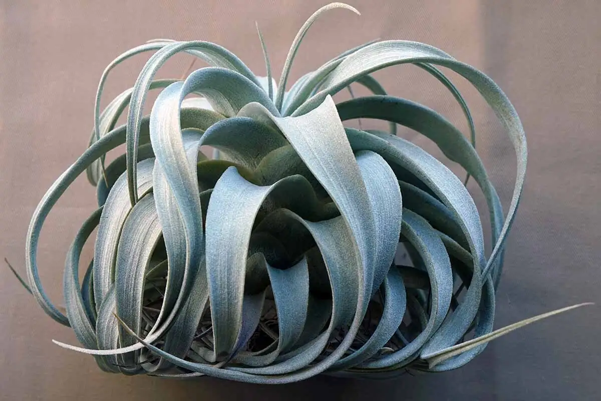xerographica leaf trichomes close-up