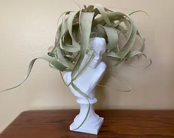 xerographica on work desk
