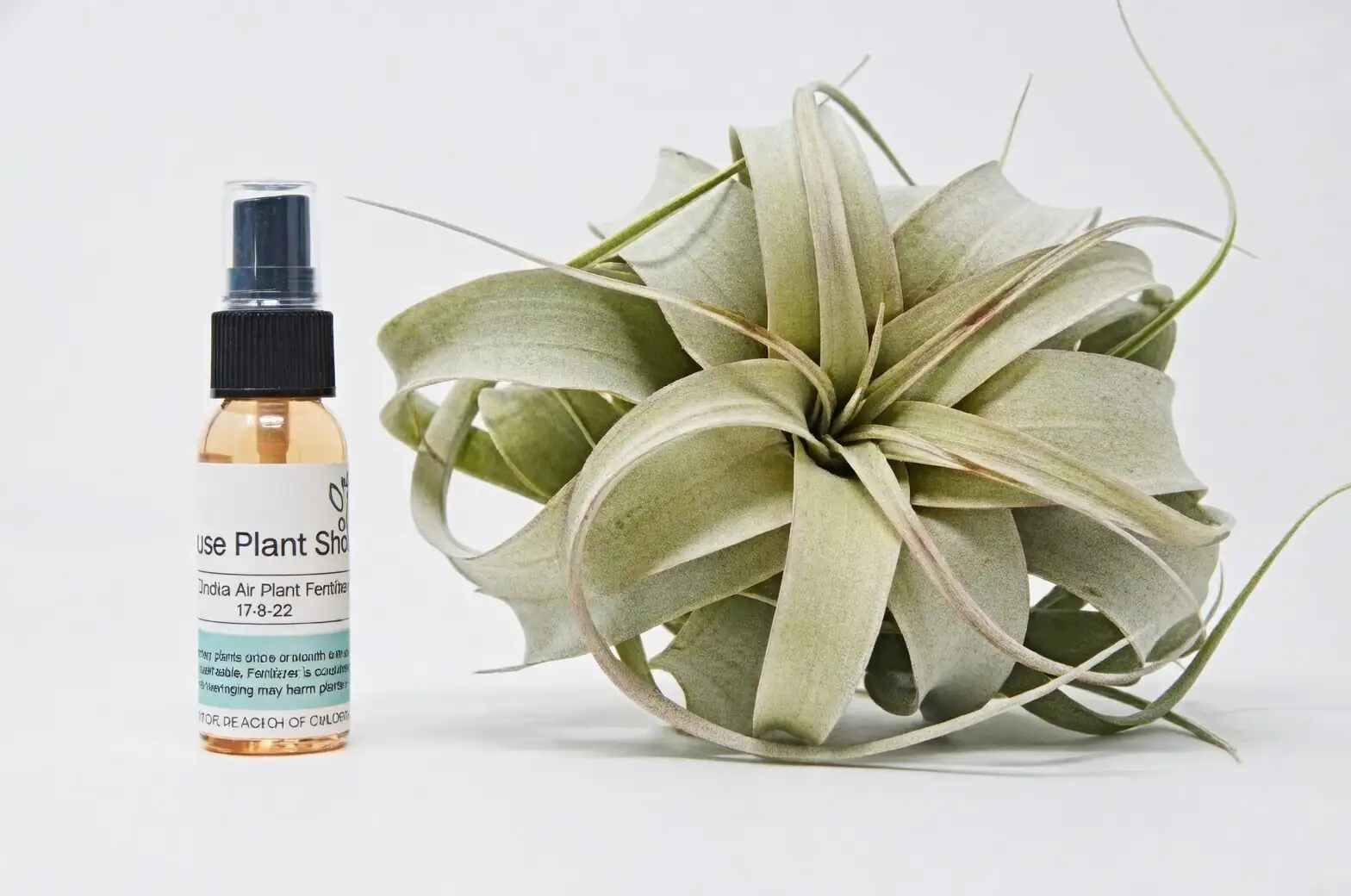 xerographica misting with spray bottle