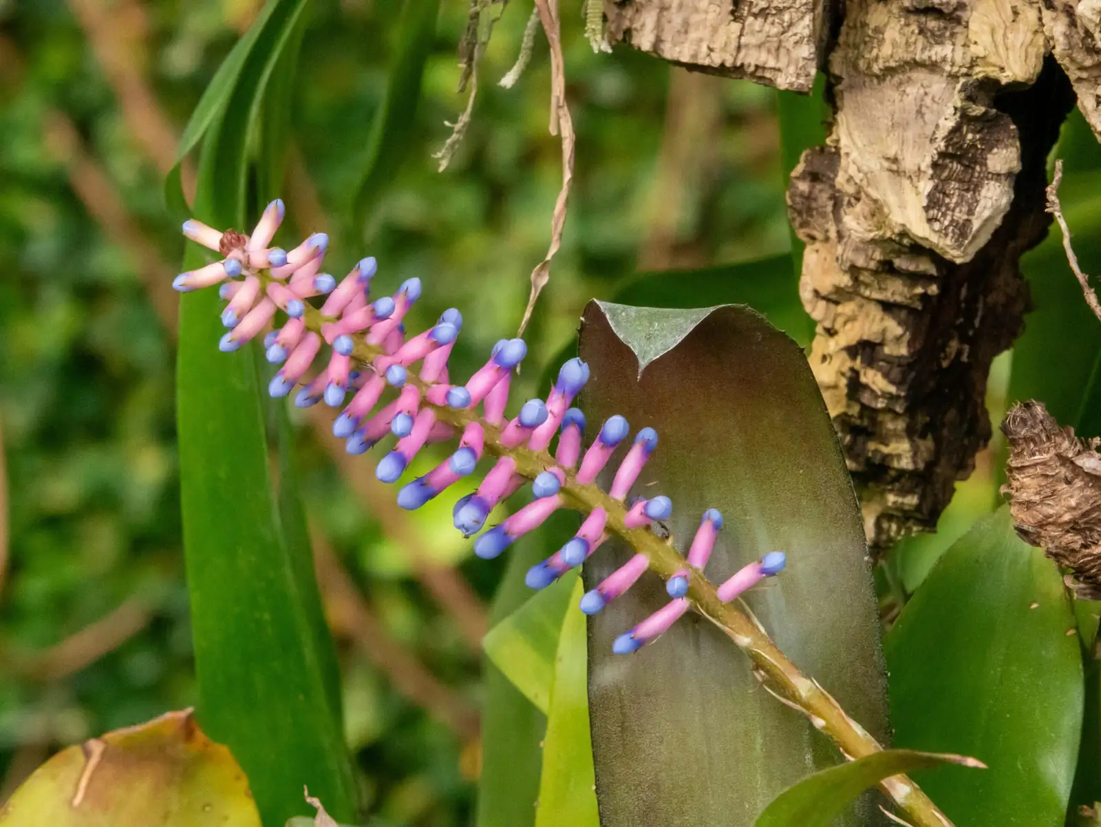 xerographica flowering spike purple blooms