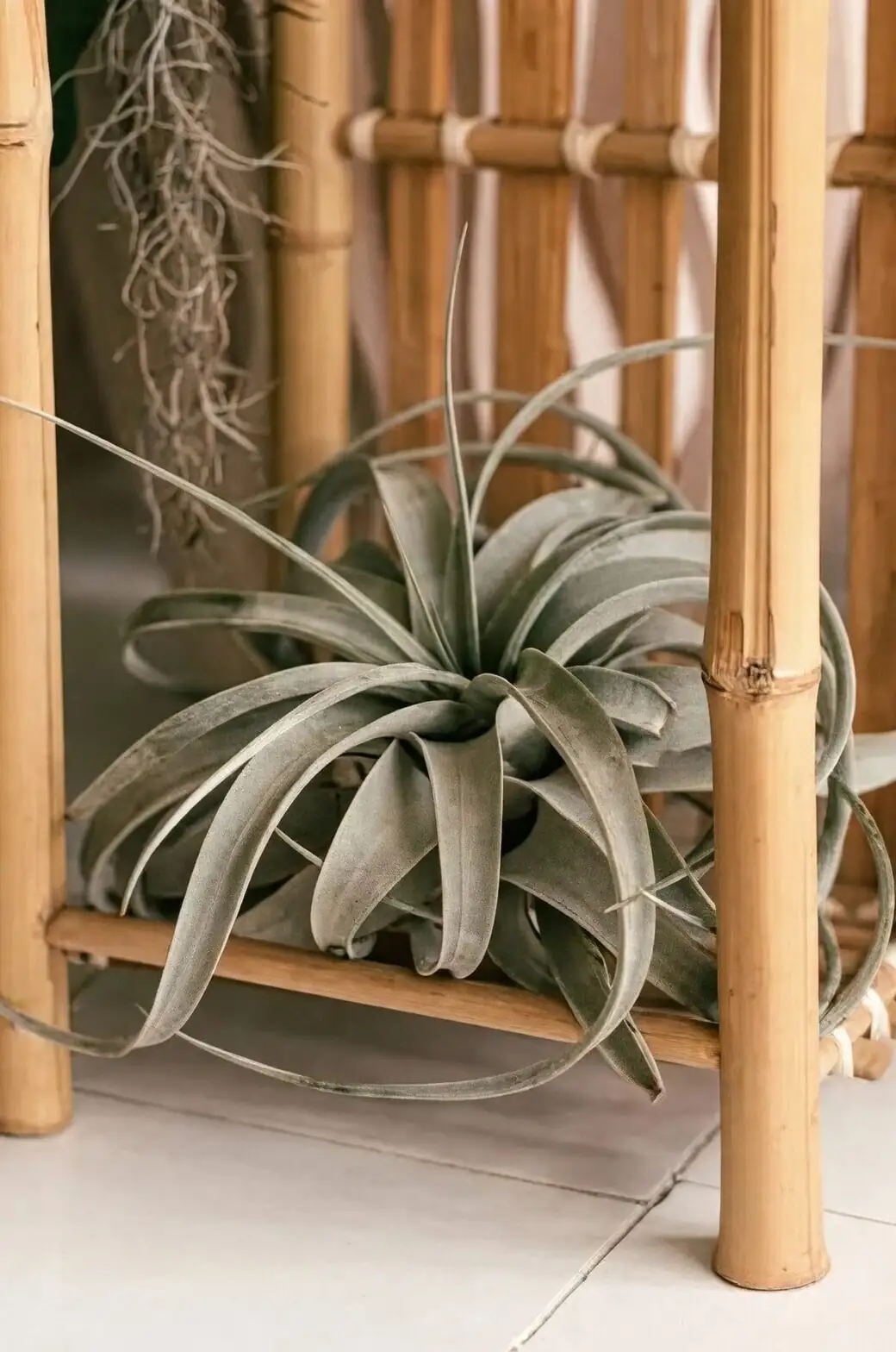 Sculpture, Not a Pot: Styling the King Air Plant in Minimalist, Japandi, and Desert-Modern Rooms