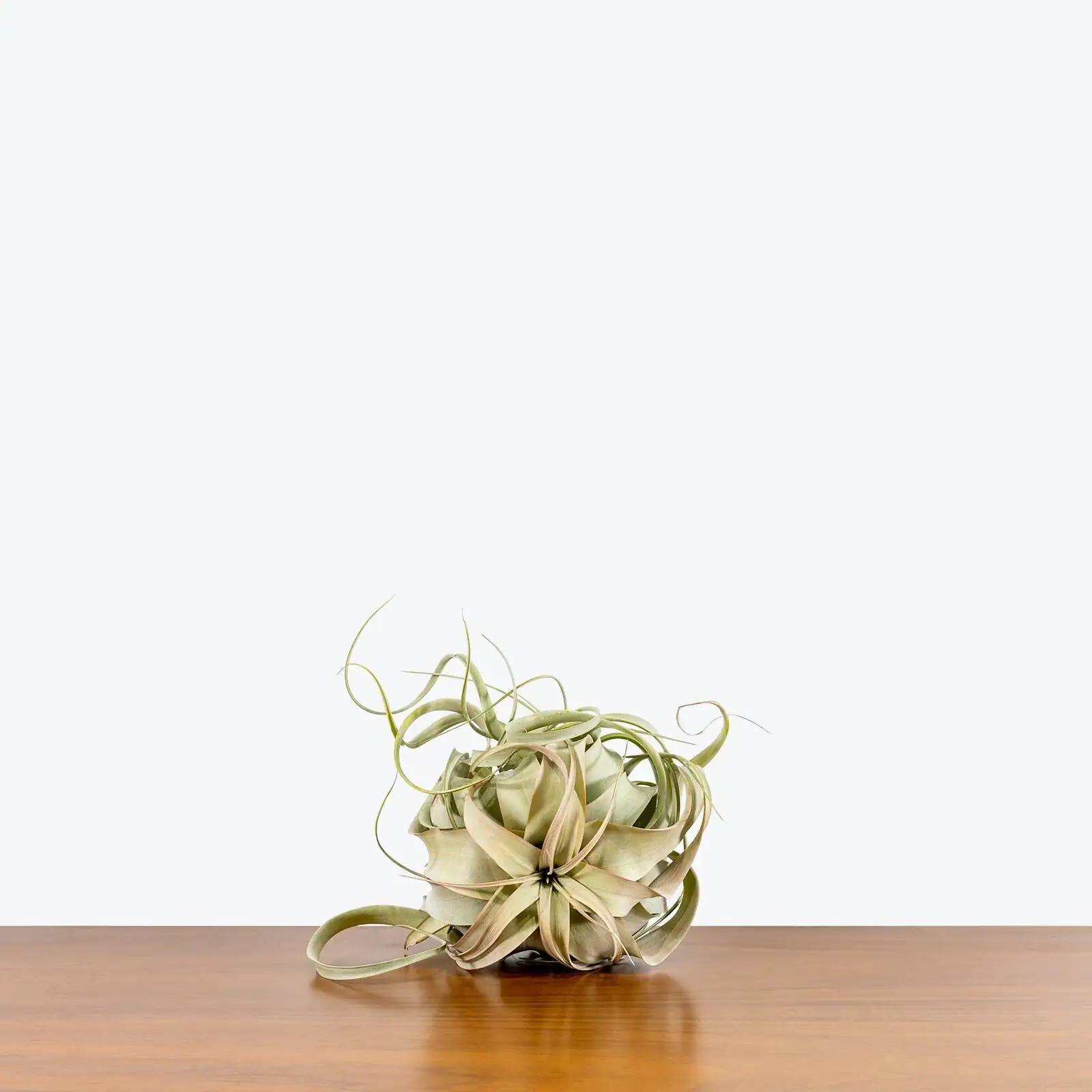 tillandsia xerographica shallow bowl white sand