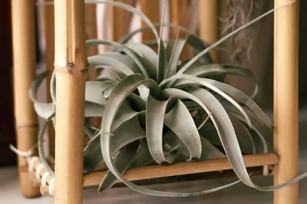 xerographica bright window misting