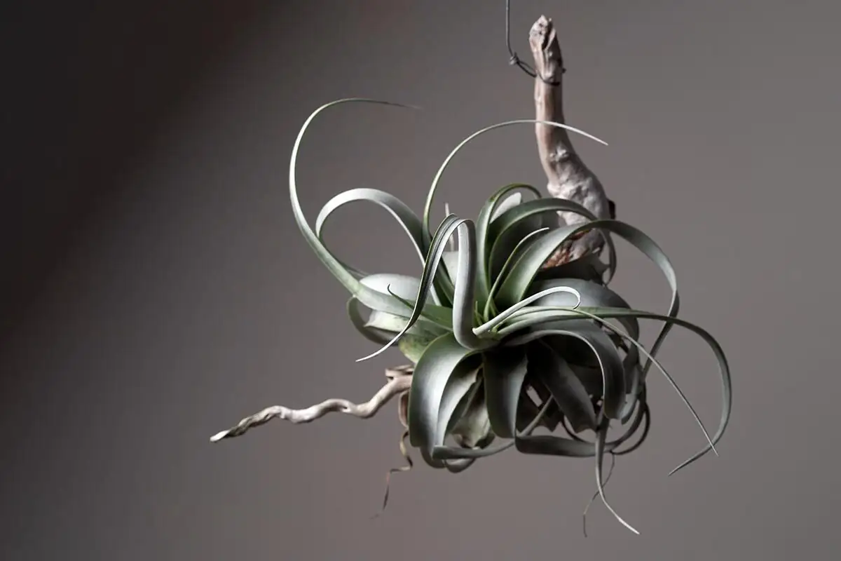 xerographica mounted on driftwood