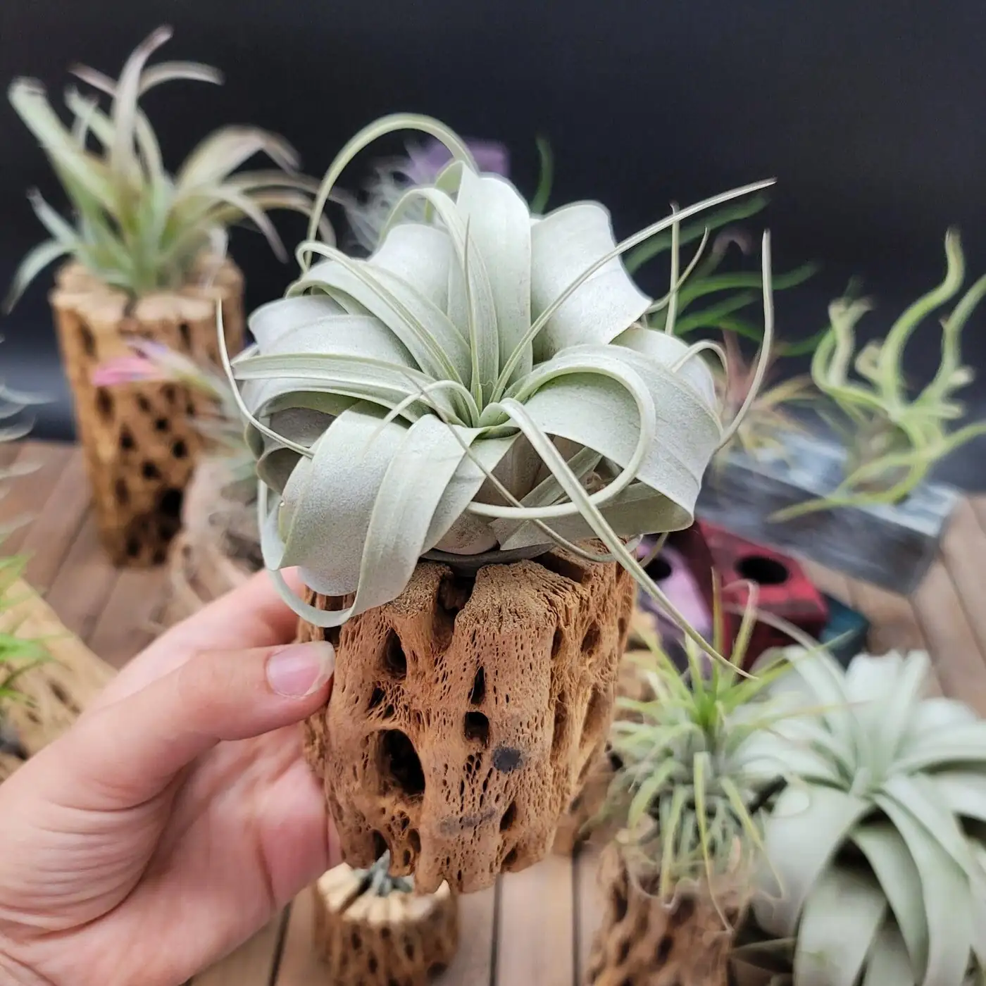 xerographica silver rosette close-up
