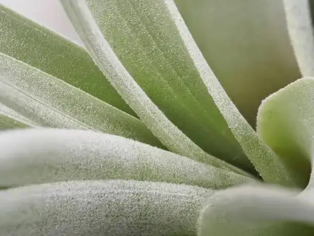 Fans, Filters, and Fine Mist: The Science of Airflow and Water Quality for Air Plants