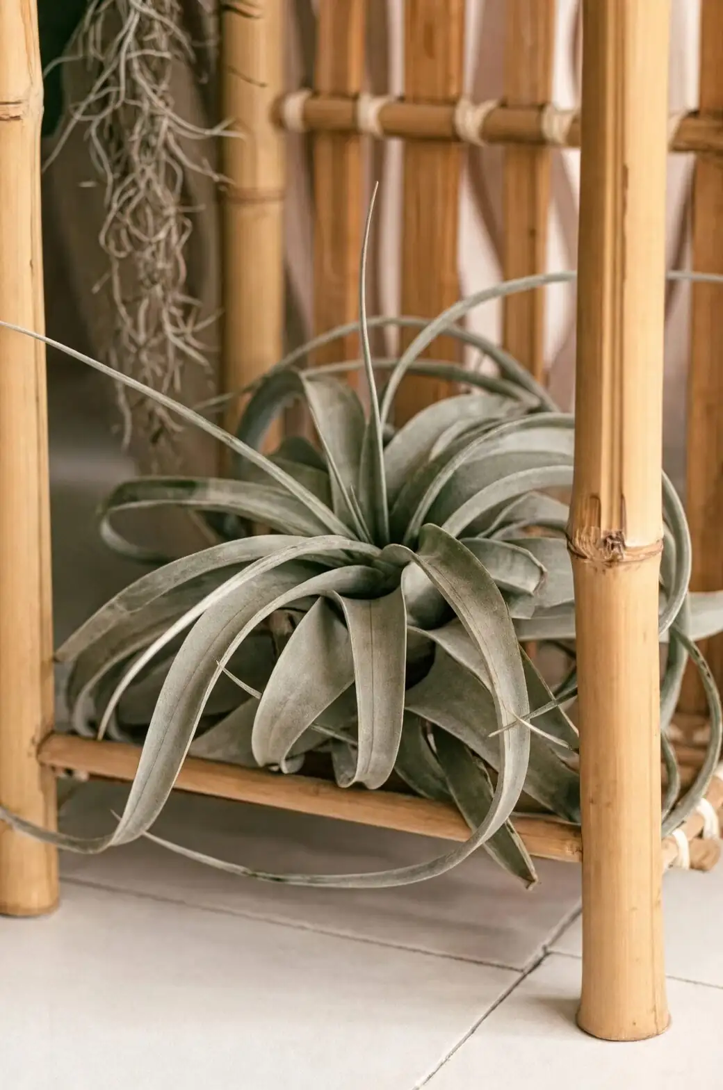 tillandsia xerographica misting spray