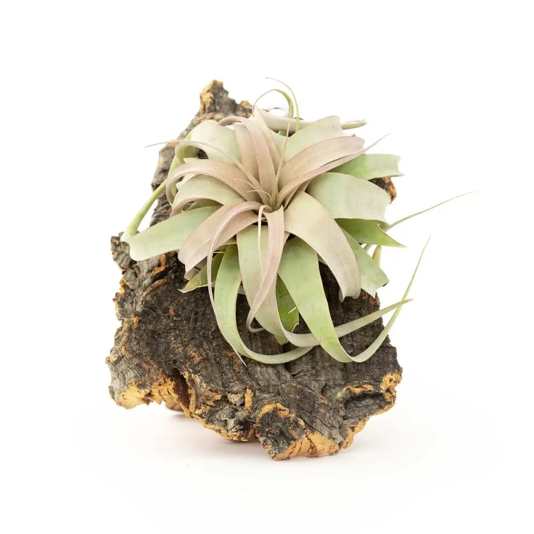 tds meter with tillandsia xerographica