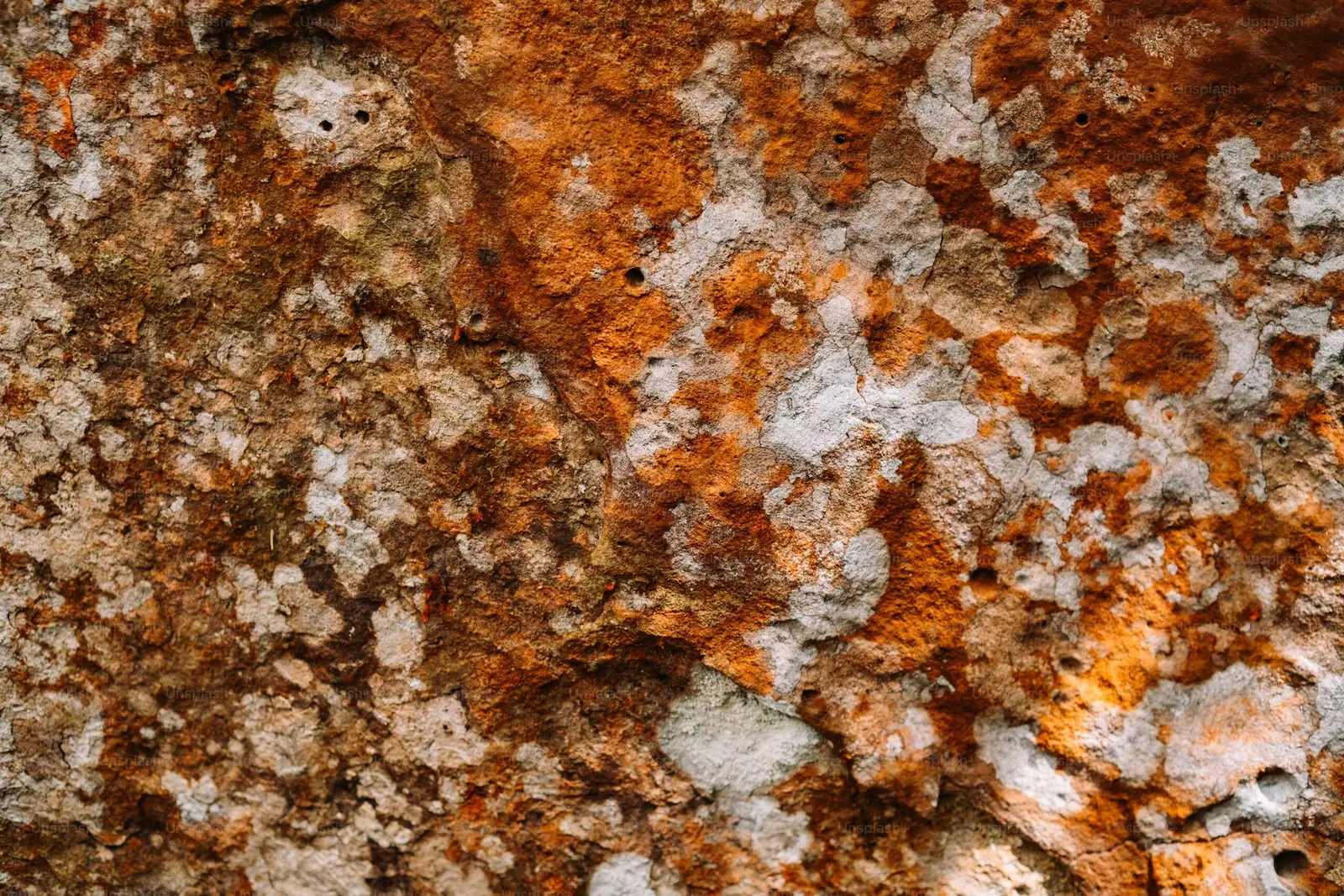 tillandsia xerographica mineral deposits close-up