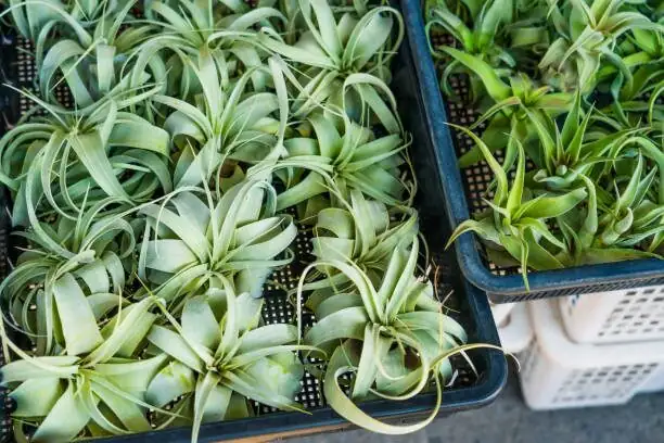 tillandsia xerographica desk fan drying