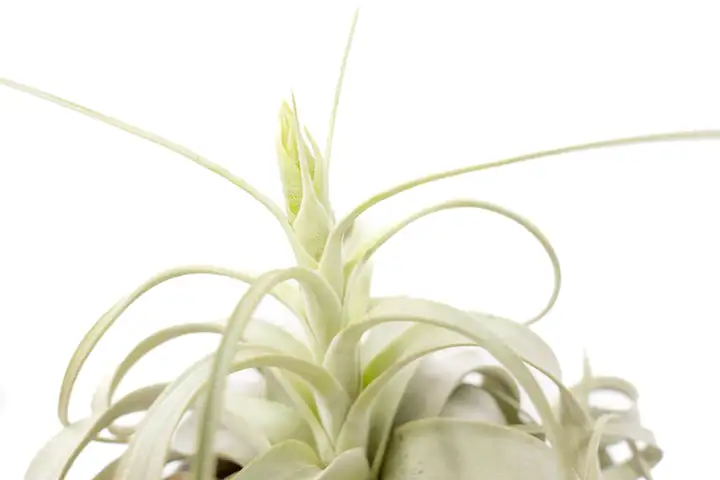 Tillandsia xerographica leaf curls close-up