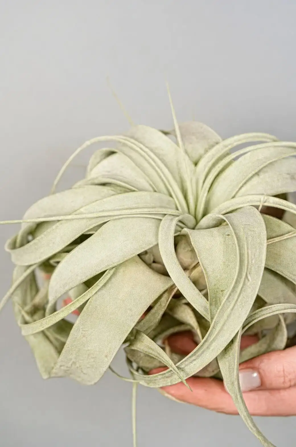 Tillandsia xerographica wire cradle mount