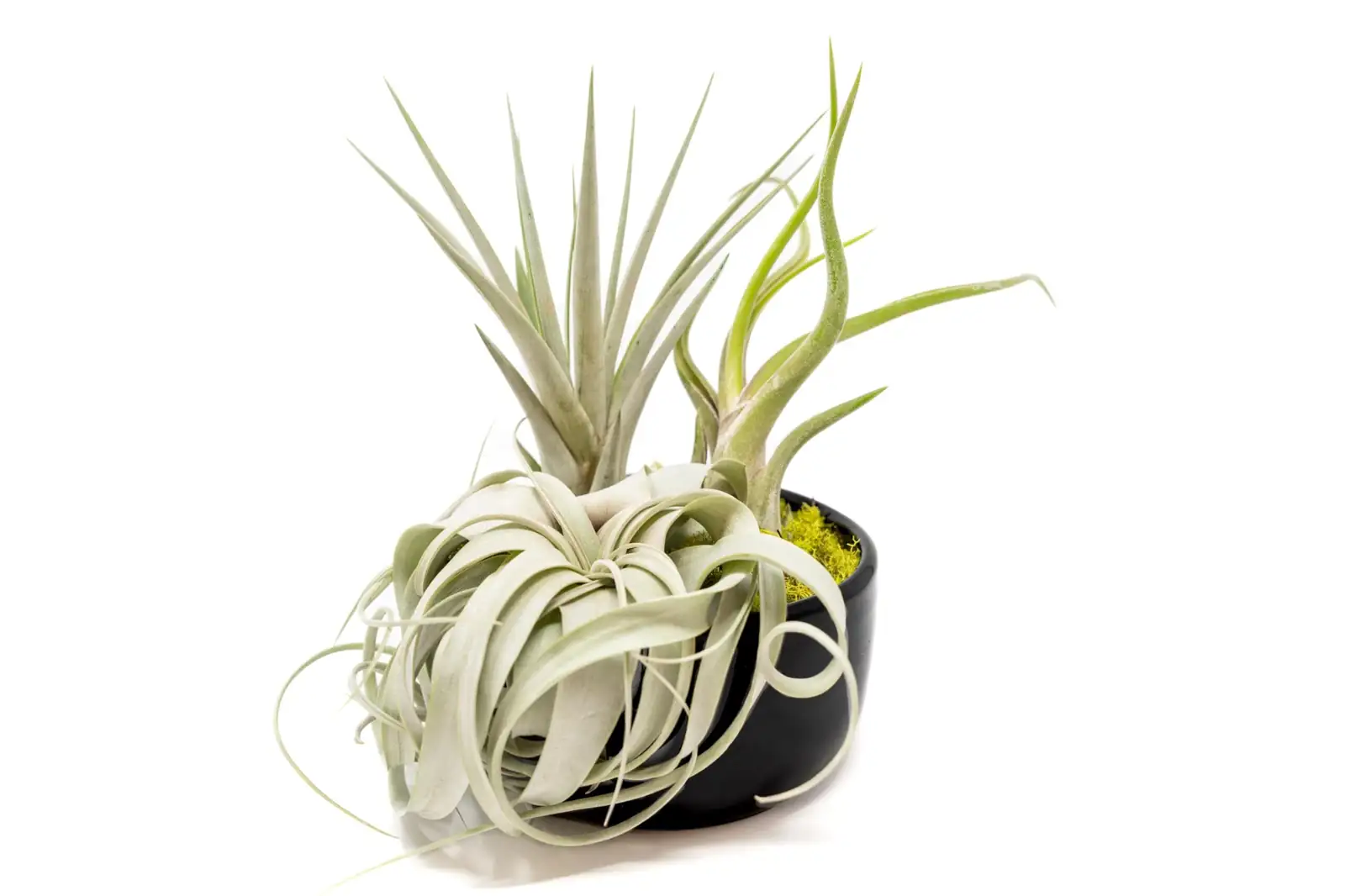 Tillandsia xerographica bowl centerpiece
