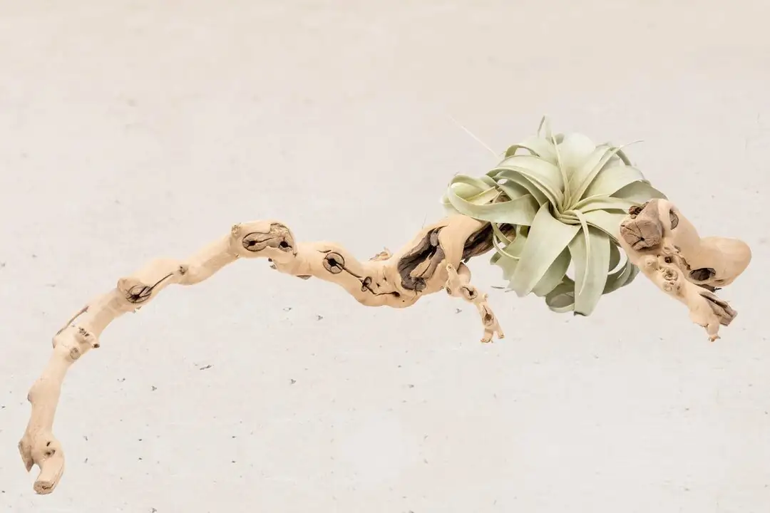 No-Glue, No-Rot: Five Display Hacks for the King of Air Plants