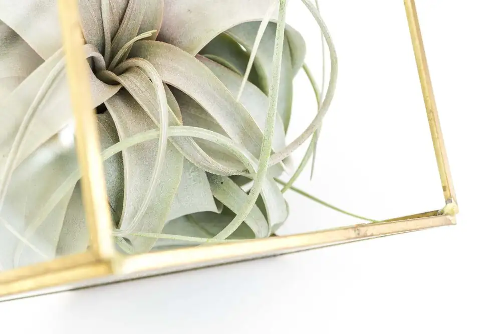 tillandsia xerographica mesh cradle