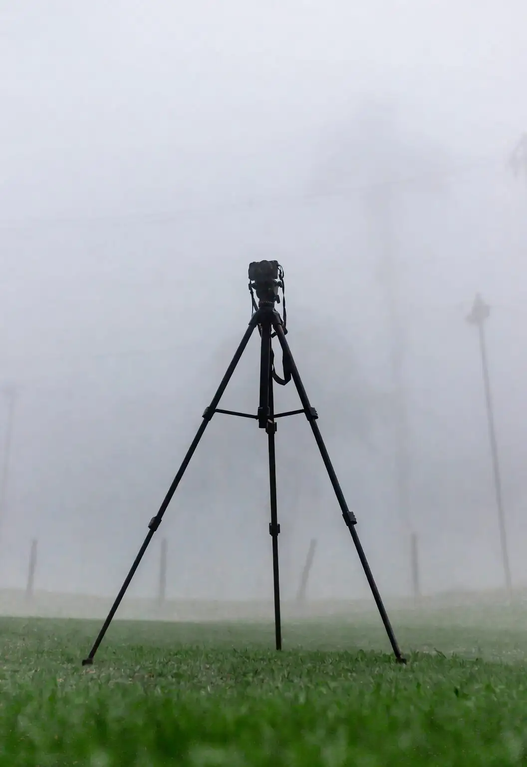tillandsia xerographica minimalist tripod stand