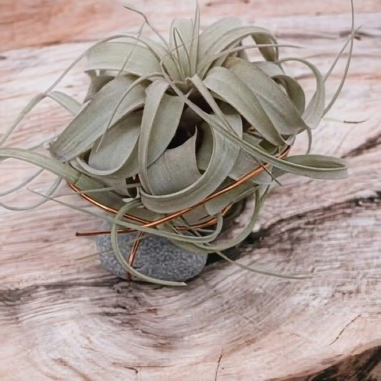 Desert Meets Canopy: Pairing Xerographica with Cacti, Orchids, and Driftwood for Textural Drama