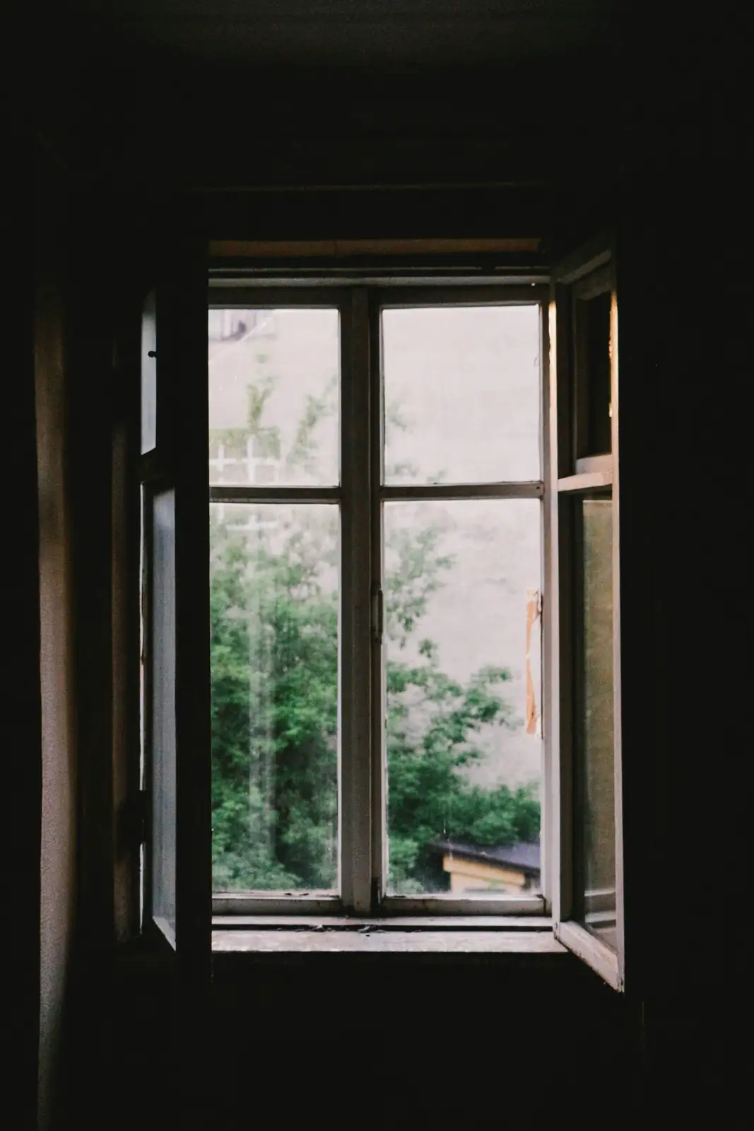 xerographica display near east window