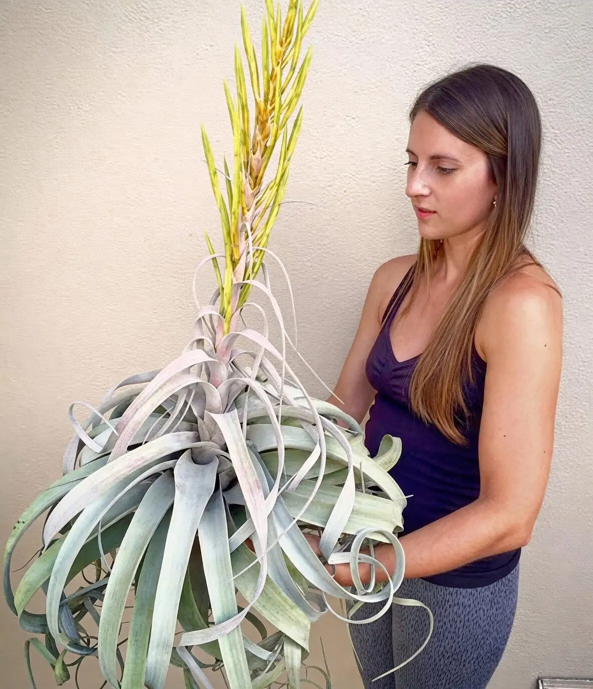 xerographica bloom spike and pups