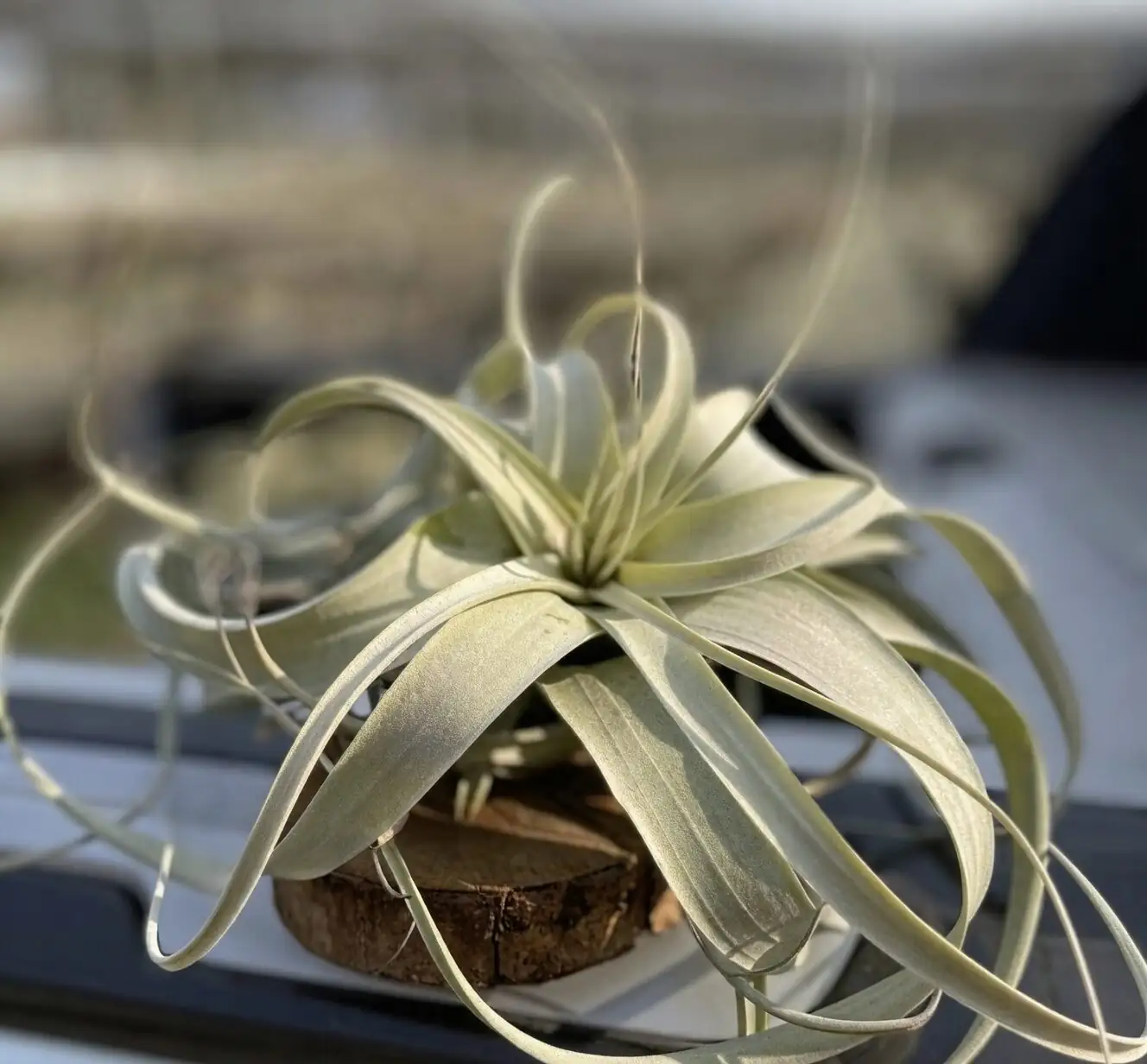 Tillandsia xerographica leaf trichomes close-up