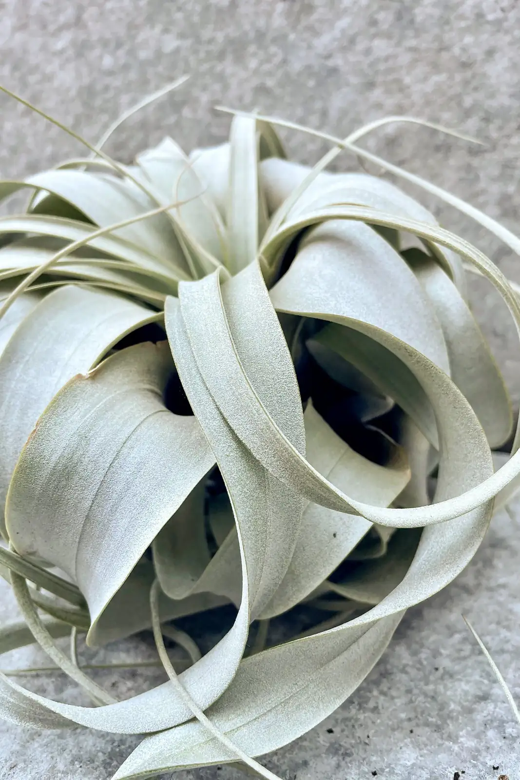 tillandsia xerographica leaf close-up
