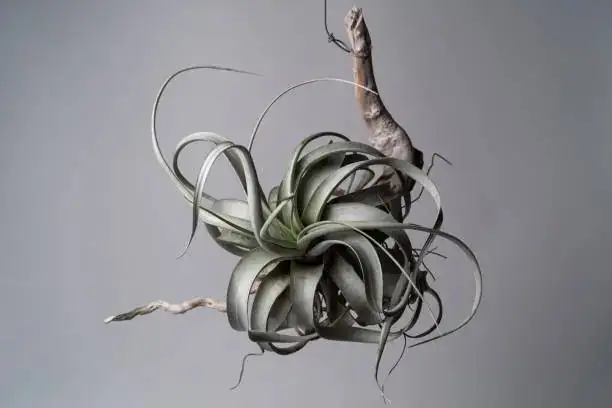 tillandsia xerographica on driftwood