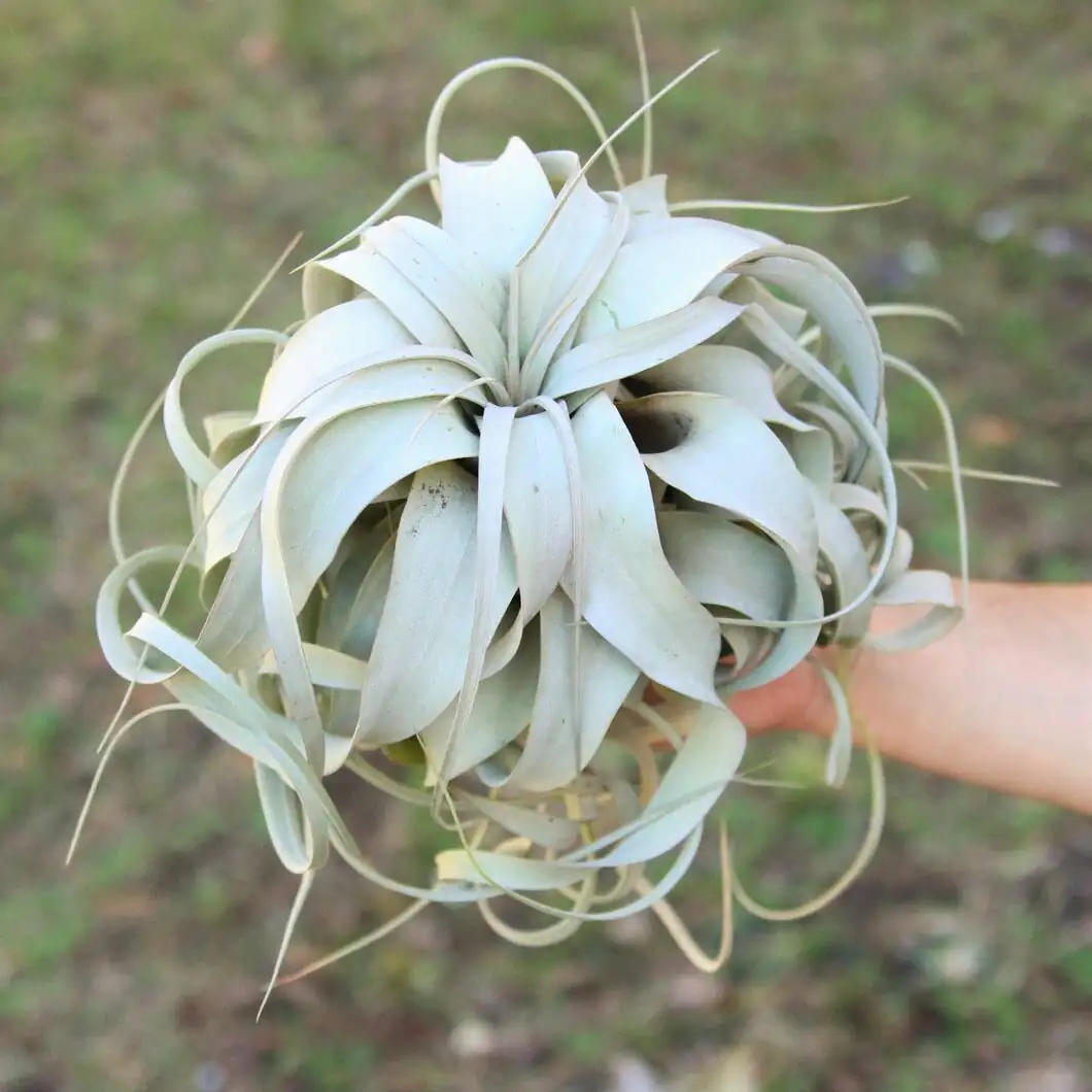 tillandsia xerographica bathroom window shelf