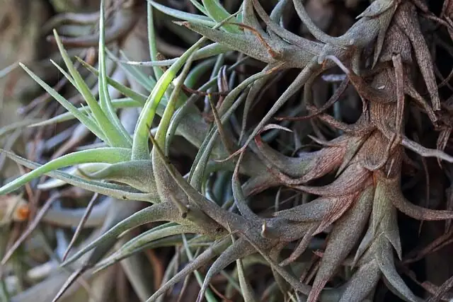 Tillandsia xerographica leaf close-up
