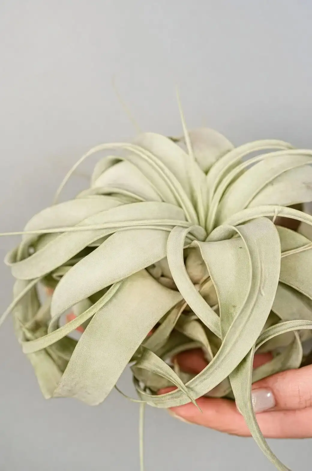 Tillandsia xerographica hand shadow