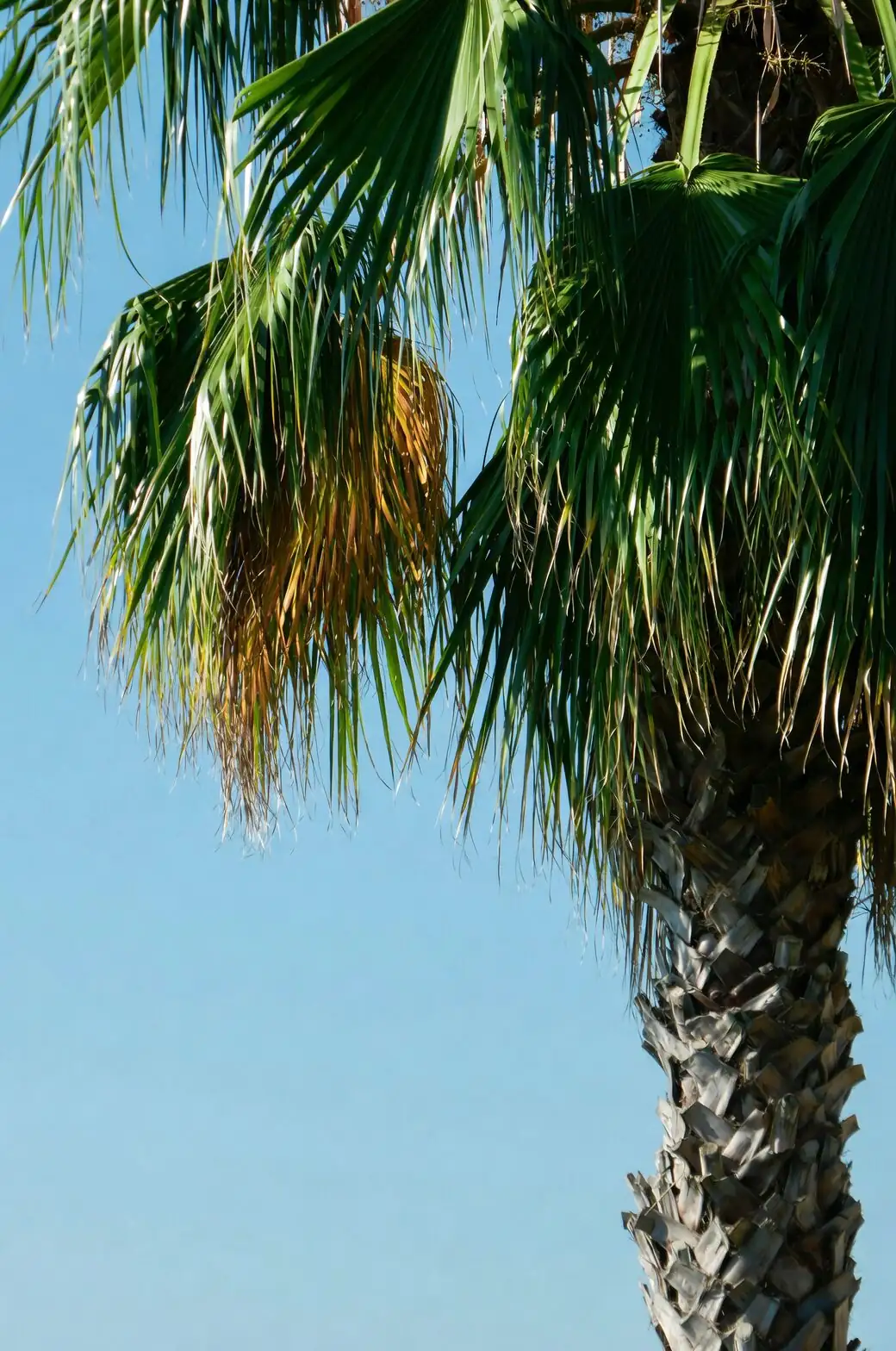 Blue‑Green Beauty, No Drama: Your Seasonal Care Playbook for the Pindo Palm