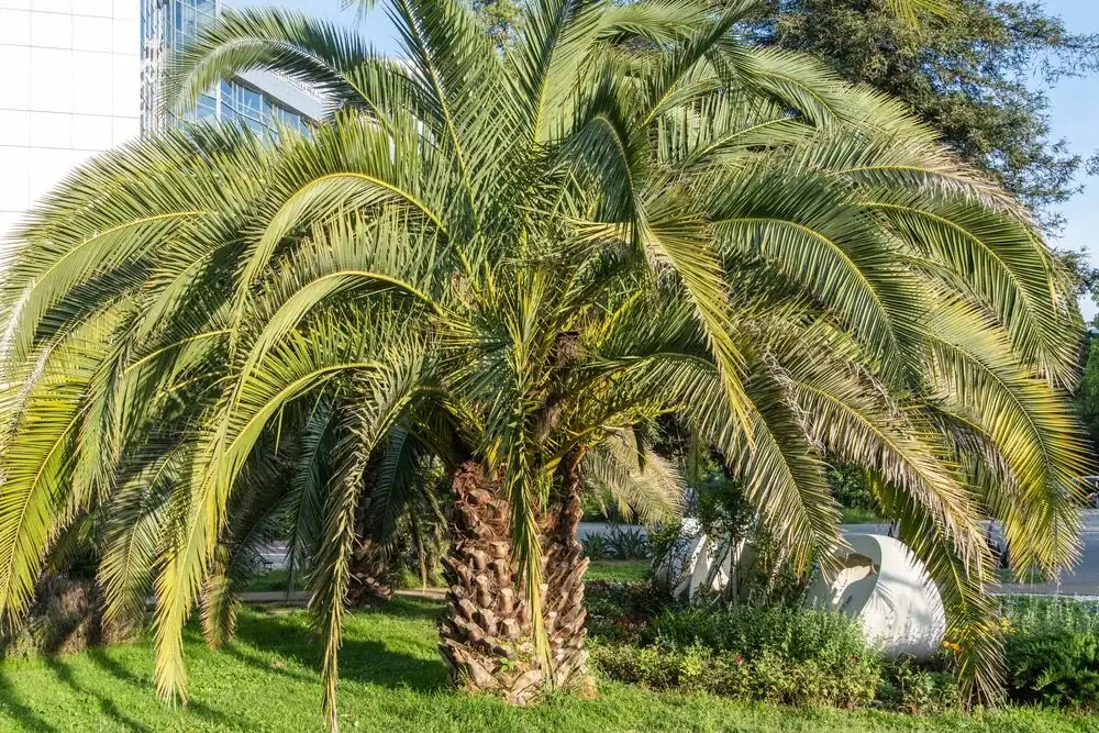 pindo palm finger soil test
