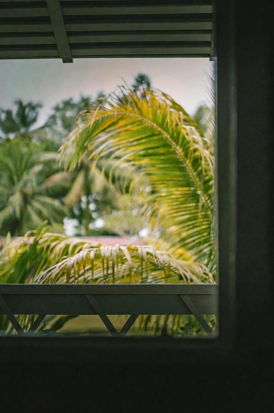 pindo palm by sunny window