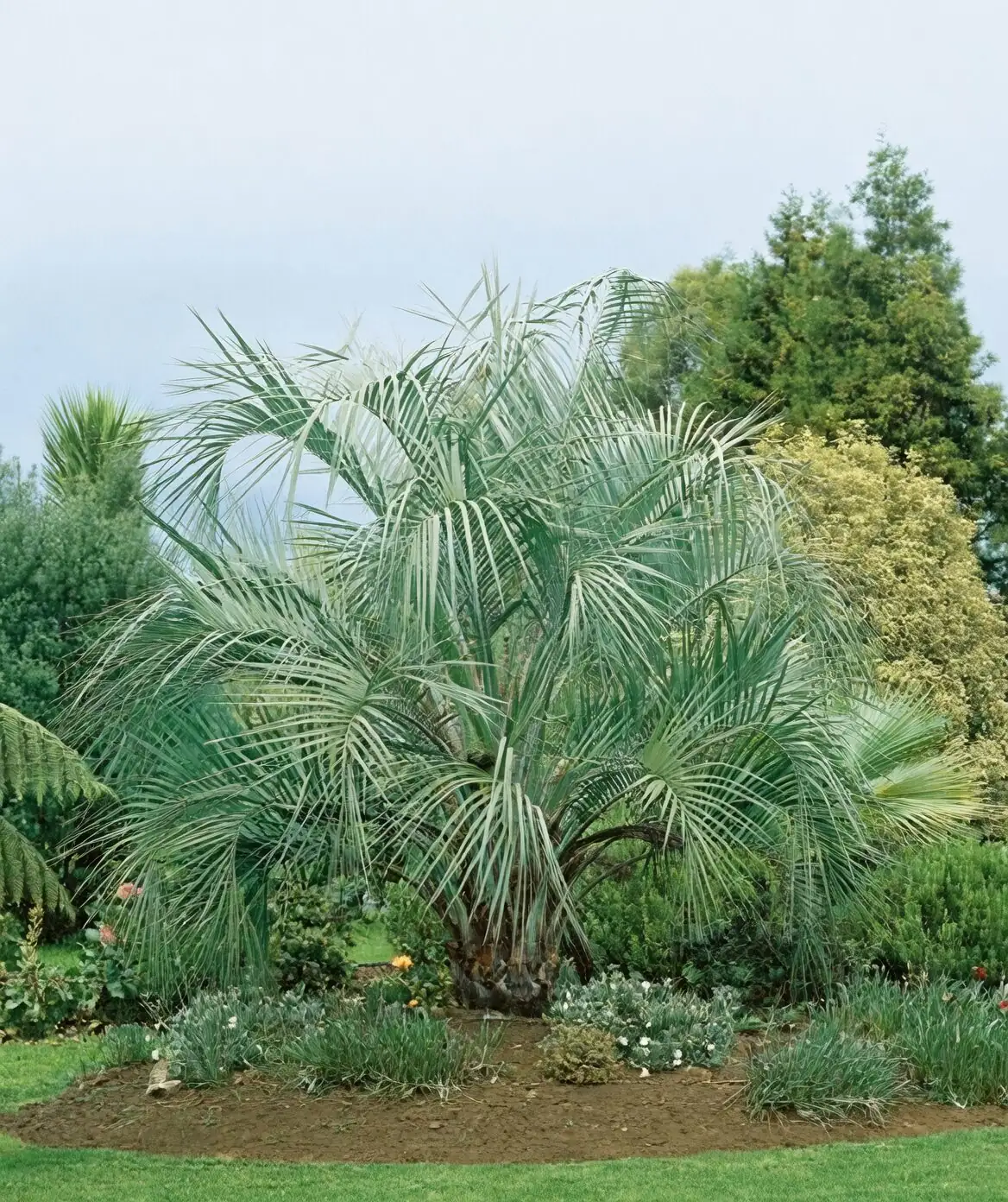 Sticky Scales and Crispy Tips? Fast Fixes for the 5 Most Common Pindo Palm Problems