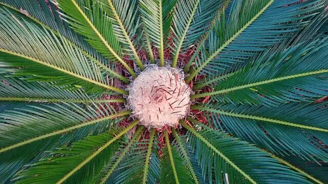 pindo palm scale insects close-up