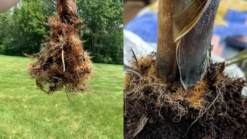 pindo palm root rot unpotted roots