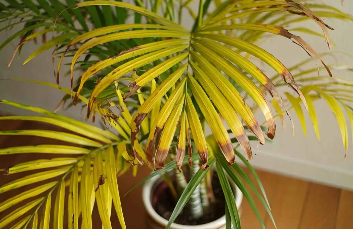 pindo palm leaf scorch brown tips