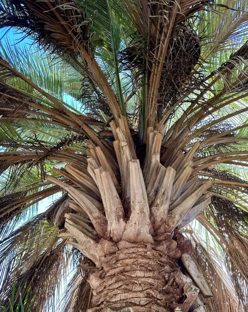 From South Atlantic Dunes to Riviera Promenades: The Wild Journey of Butia odorata