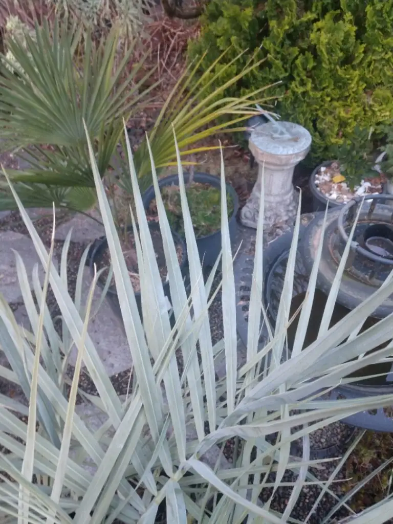 butia odorata nursery tag close-up
