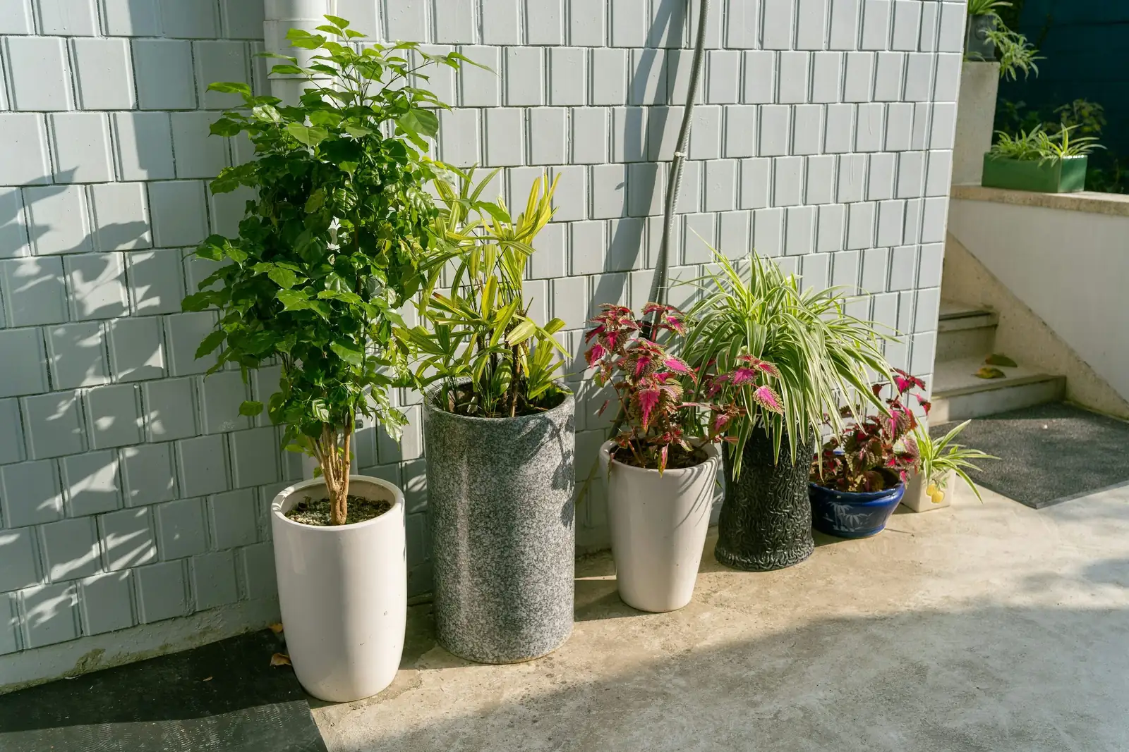butia odorata container patio