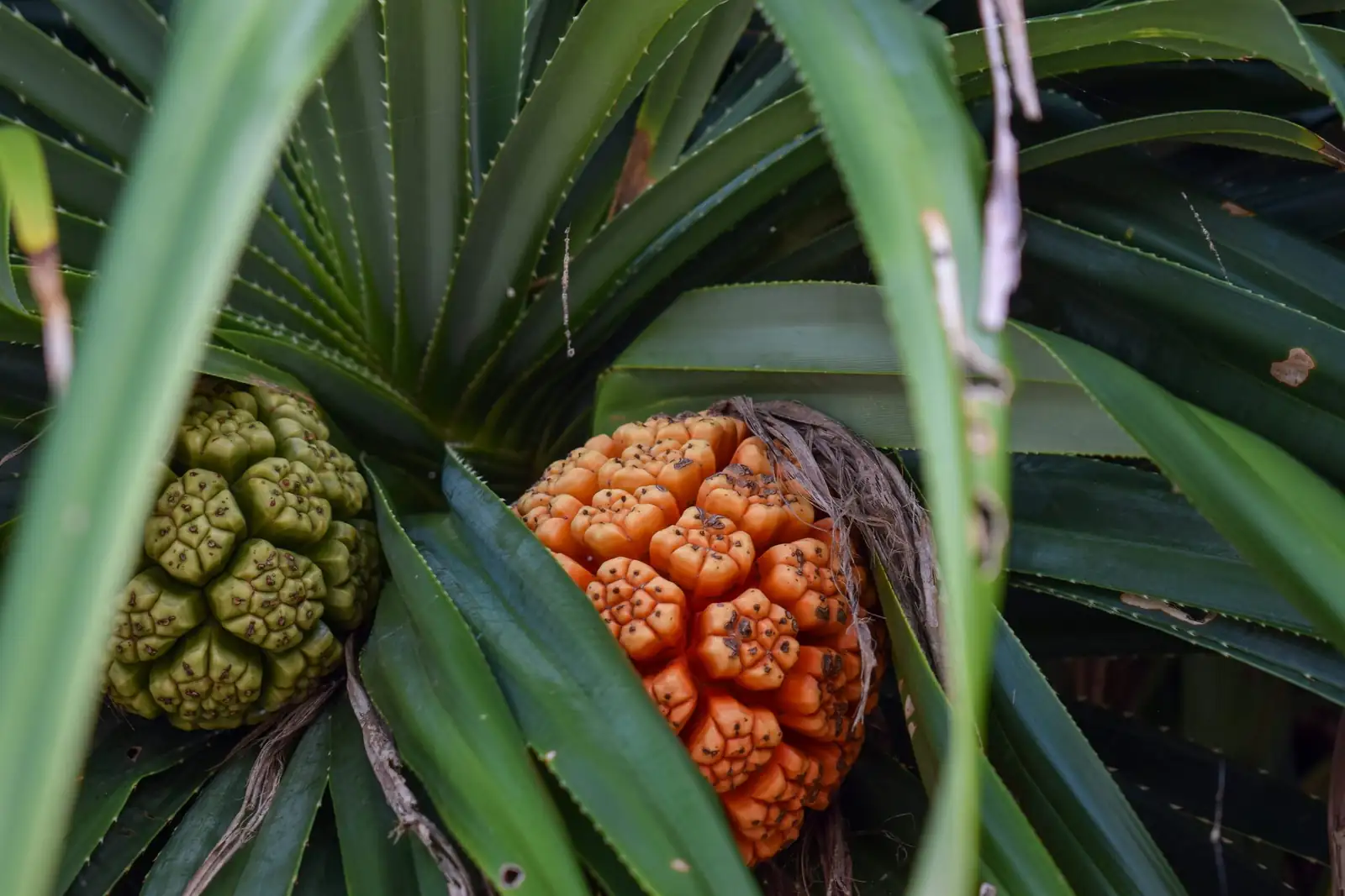 butia odorata fruit close-up