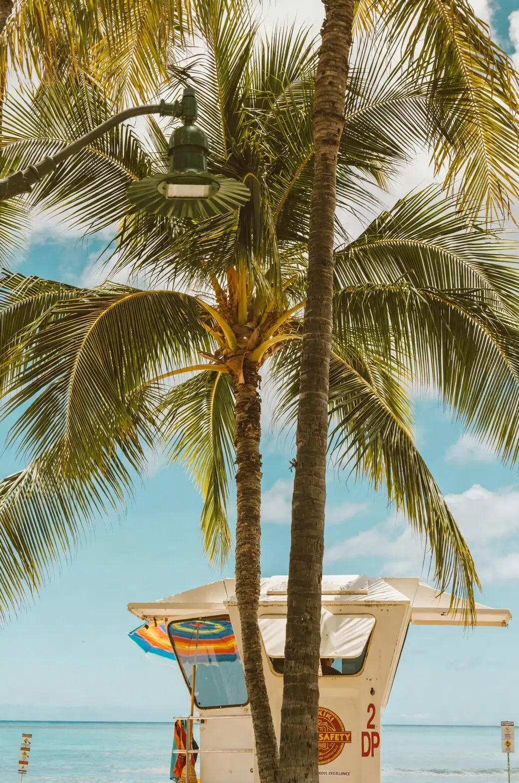 Jelly, Wine, and Silver Fronds: 9 Delightfully Odd Facts About the Pindo Palm