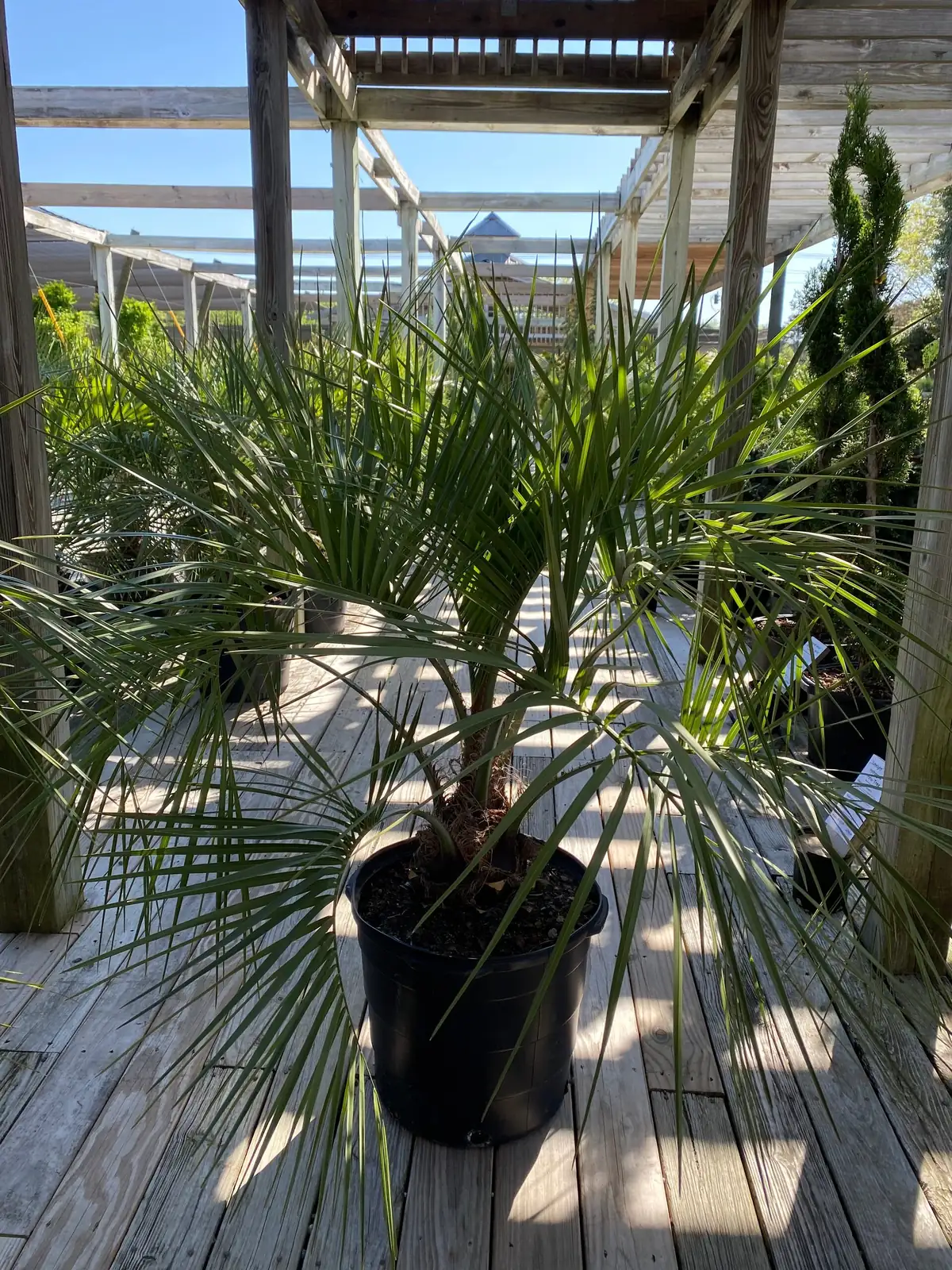 pindo palm container on sunny patio