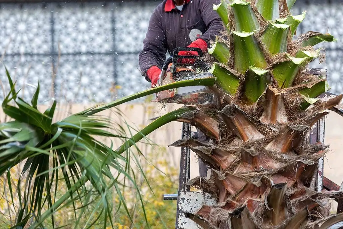 pindo palm pruning dead fronds gloves