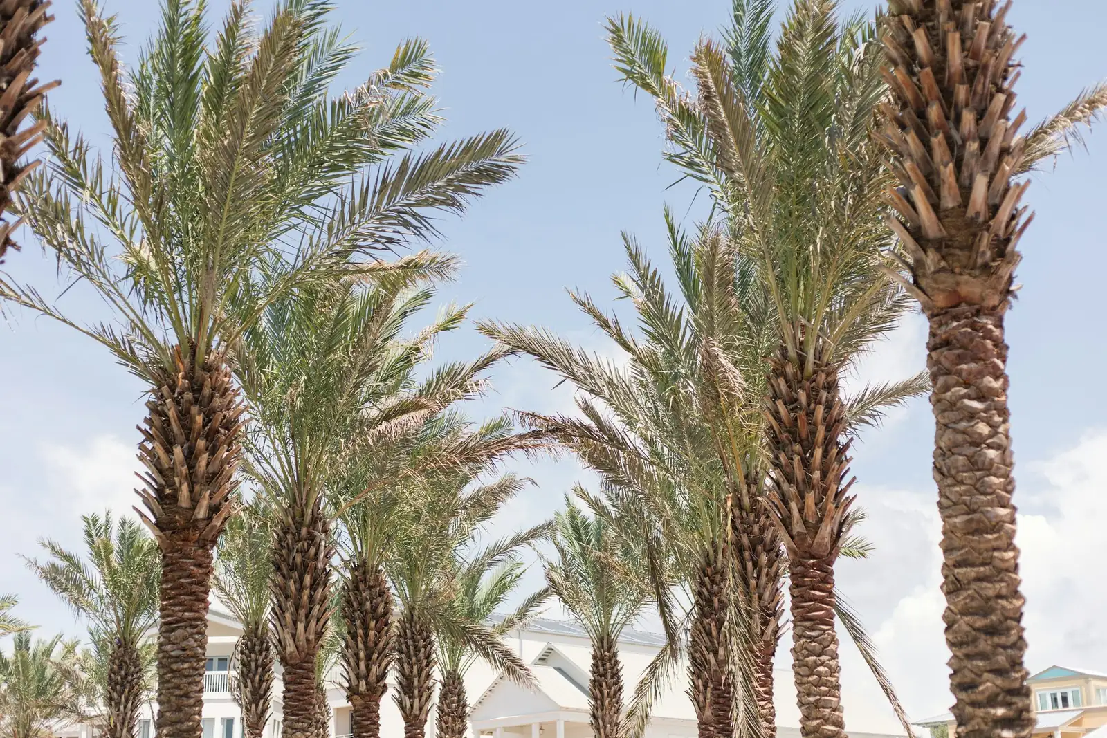 pindo palm pair flanking garden entrance