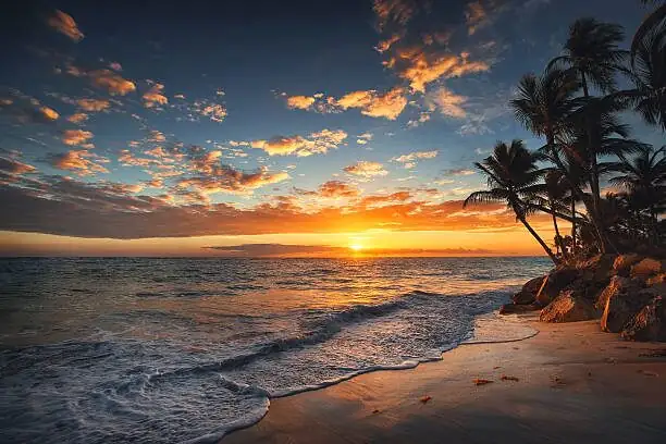 Palm of Holiday Dreams: What Pindo Palm Symbolizes—Coastal Resilience, Hospitality, and Modern ‘Staycation’ Vibes