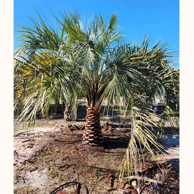 pindo palm textured trunk crown