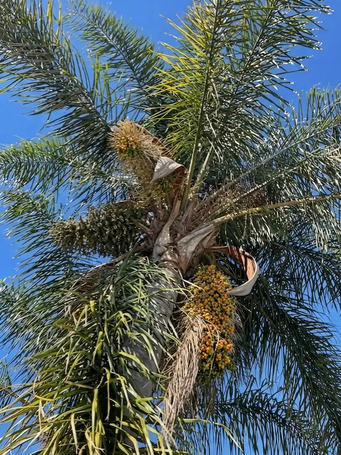 From Frond to Fondue: Turn Pindo Palm Fruit into Bright Jellies, Syrups, and Sundowner Cocktails