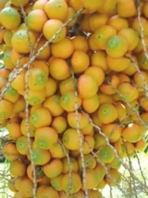 pindo palm jelly jars toast